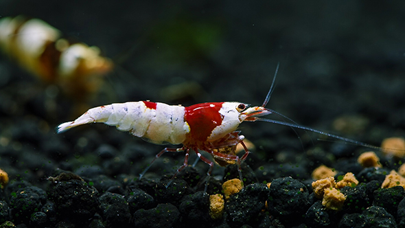 Red Bee Shrimp