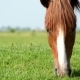 Horse - VideoHive Item for Sale
