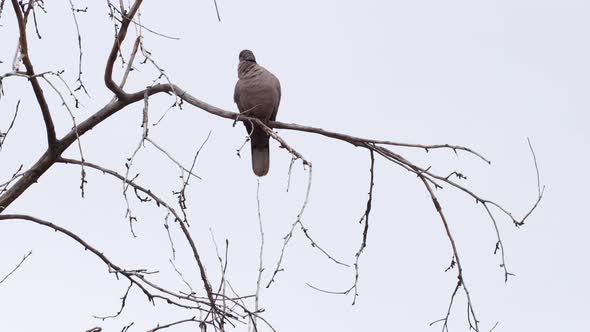 A ring necked dove in a tree.  Perfect for background replacement.  Shot on completely grey sky duri