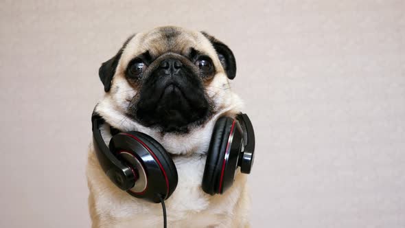 Portrait of Funny Pug Dog in Big Headphones Listening To Music