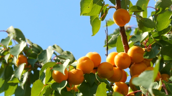 Apricot Tree Branch