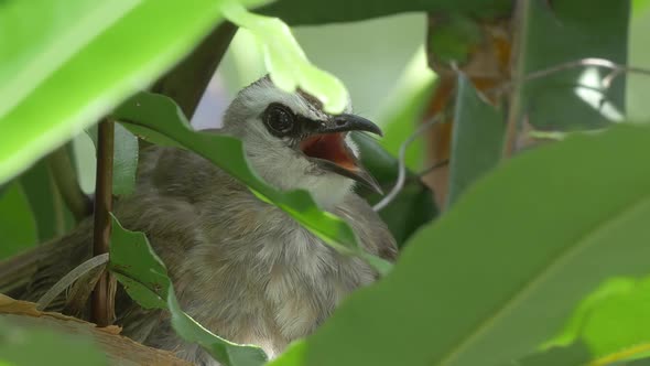 Bird Mother Panting From Heat