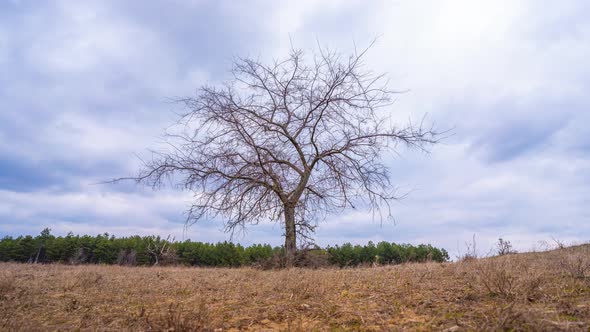 Lonely Tree - Timelapse