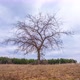 Lonely Tree - Timelapse - VideoHive Item for Sale