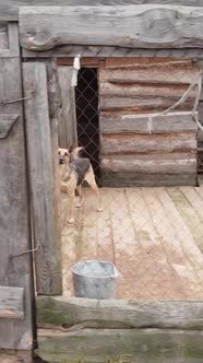 Aerial View of a Shelter for Stray Dogs