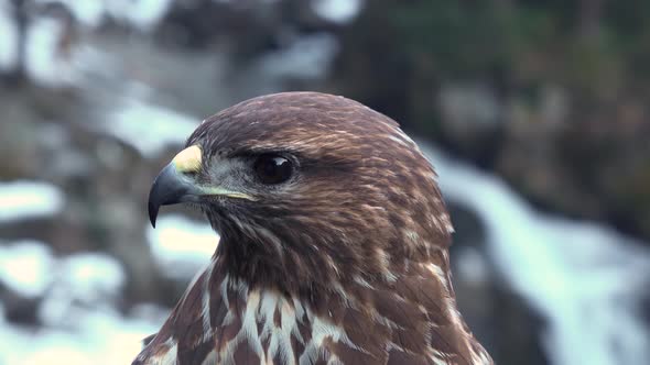 Bird of Prey Species - Common Buzzard (Buteo Buteo). Portrait.