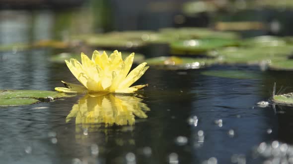 Flower of a Yellow Lily in a Pond Among Green Foliage