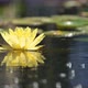Flower of a Yellow Lily in a Pond Among Green Foliage - VideoHive Item for Sale