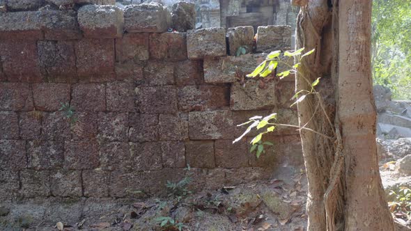 Temple Ruin Destroyed By Tree Roots