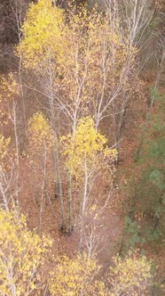 Vertical Video of a Beautiful Forest in the Afternoon Aerial View