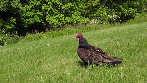 Predator Bird turkey vulture buzzard perched out in the wild