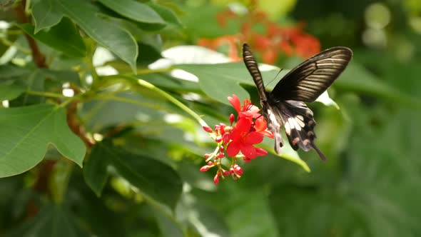 Tropical Exotic Butterfly in Jungle Rainforest Sitting on Green Leaves, Macro Close Up. Spring