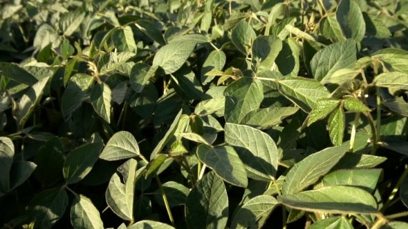 Filed Of Green Soy