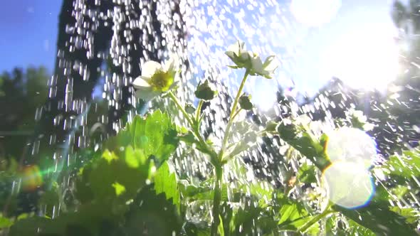 Watering Plants in the Garden Closeup Sunny Slow Mo