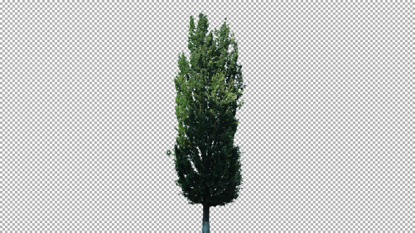 Real Poplar Tree Isolated On The Wind 1