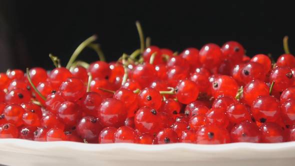 Panorama Of Red Currant On Black Background