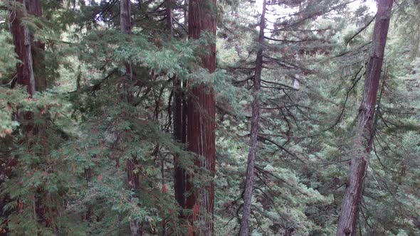 Descending down through a group of large redwoods in the forest.