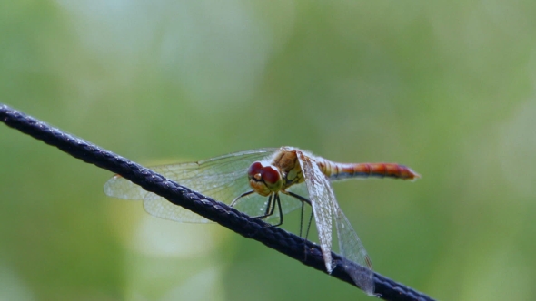 Dragonfly on the Rope