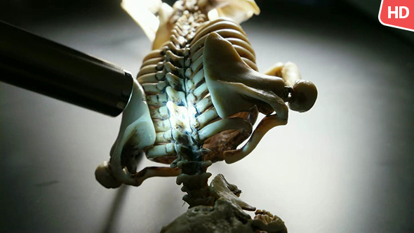 Human Skeleton 0236