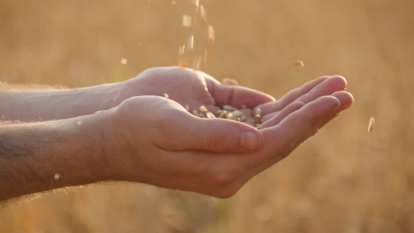 Man Hands Pouring Ripe Wheat Golden Grains At Sunset. Slow motion