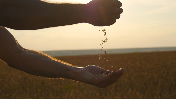 Wheat Grain In a Male Hand