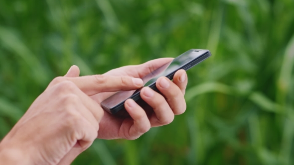 Hands Of Man Working With a Smartphone On The Background Blurred Fields Of Corn