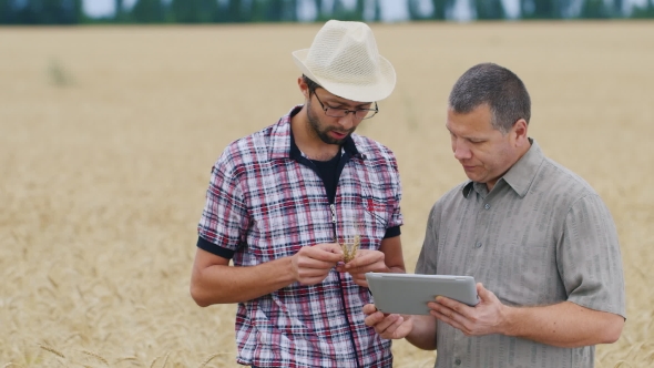 Two Farmers Working With The Tablet On The Field Of Wheat