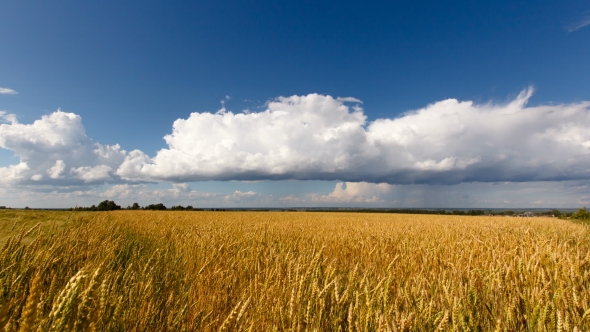 Golden Wheat Field with Clouds