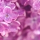 Lilac Flowers Background - VideoHive Item for Sale