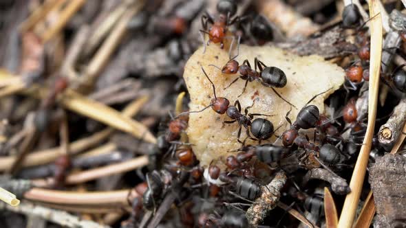 Colony of ants on nest in forest as they work and forage together