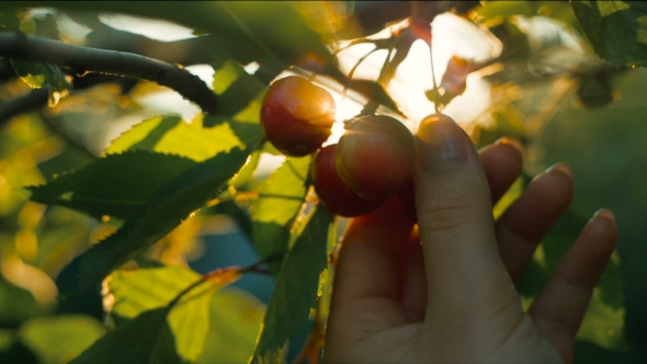 Woman's Hand Picking Cherry