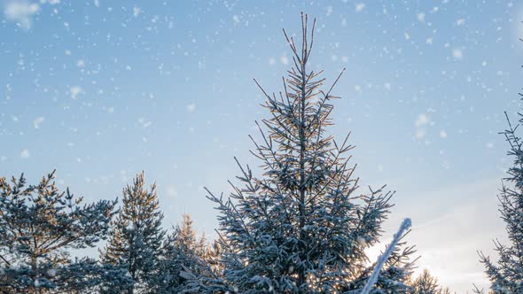 Beautiful Snow Covered Landscape During Winter Sunny Morning