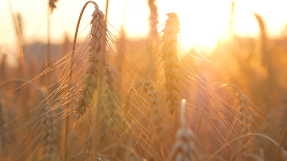 Wheat On Field In Morning