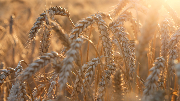 Wheat And Corn Field 