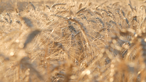 Yellow Corn In Field