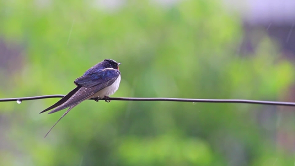 Swallow On The Wire In The Rain