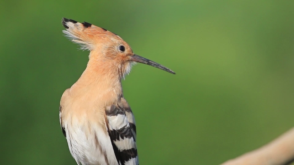 Hoopoe On a Green Background Cleans Feathers