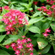 Beautiful Red Flowers - VideoHive Item for Sale
