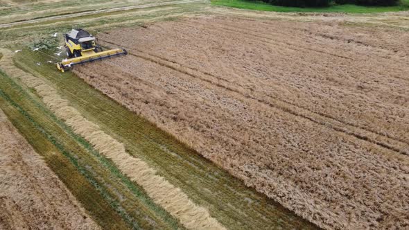 Top View Harvester Harvesting Grain Large Fields of Wheat Drone Filming