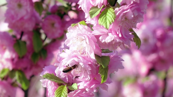 Honeybee Is Suckling Nectar From Apricot Blossom. . 