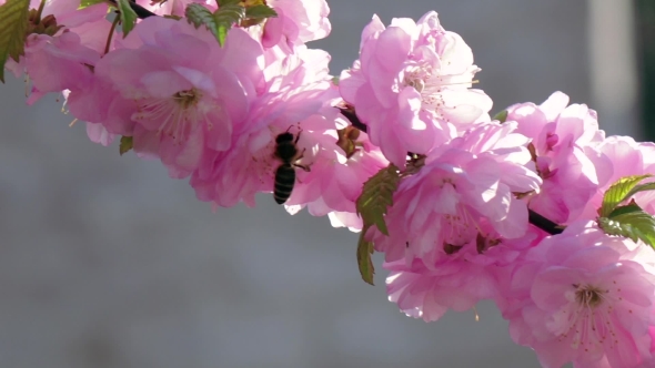 Flowering Apricot. Bees. . 