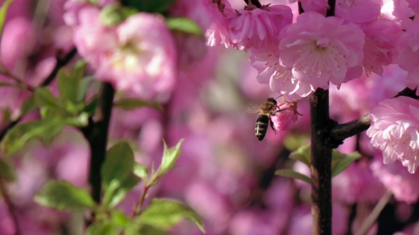 Beekeeping In The Garden. . 