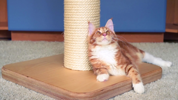 Maine Coon Kitten Play