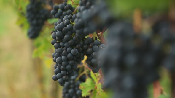 Red Grapes Bunches