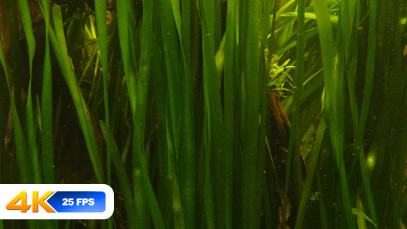 Underwater Sea Grass