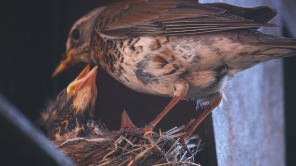 Female Fieldfare On The Nest