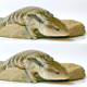 Eastern Blue-Tongued Lizard - VideoHive Item for Sale