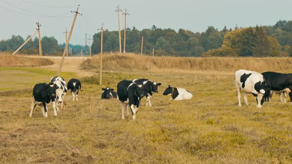 Cows in Field