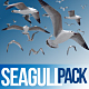 Seagull Pack 1 - VideoHive Item for Sale