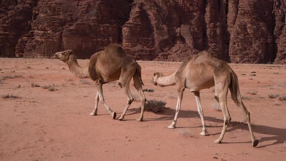 Camels Slowly Walks Around The Wadi Rum Desert